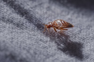 Exterminator Ottawa
